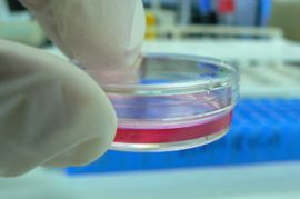 320px-Cell_Culture_in_a_tiny_Petri_dish